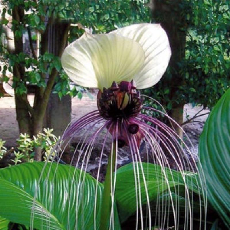 TEMU 376pcs Taca Nybia Seeds, , Flowers Indoor Plants, Large Greenhouse Container Plants