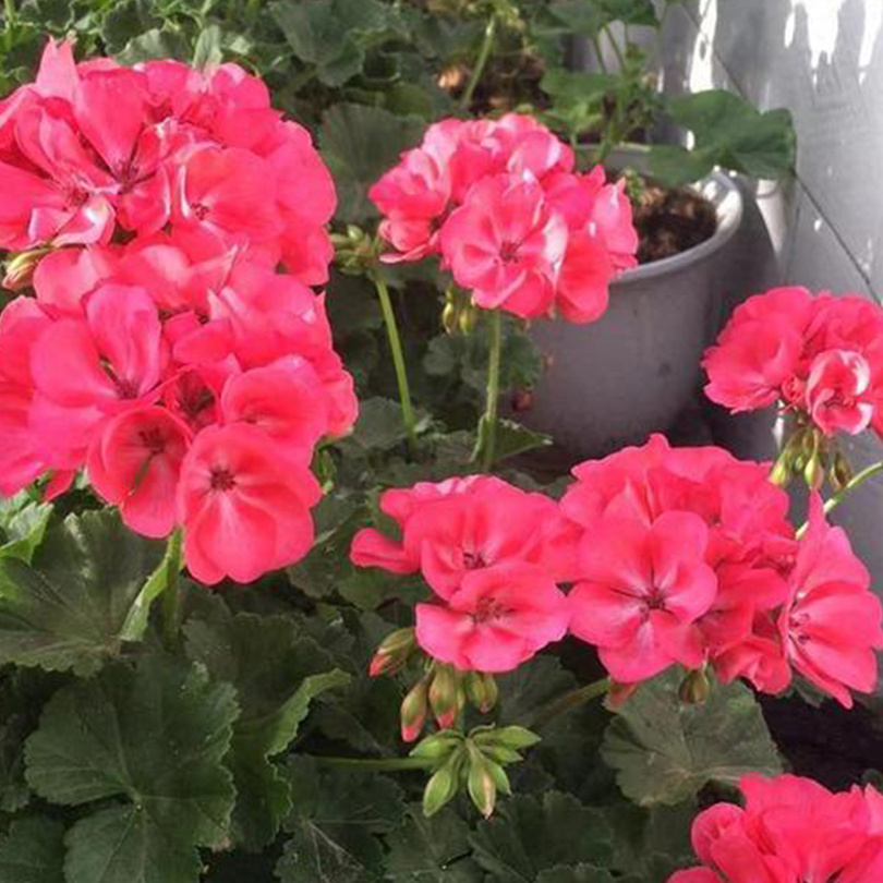 TEMU 174pcs Seeds Potted Plant Discount Offer Mixed Geranium Seed Plant Perennial