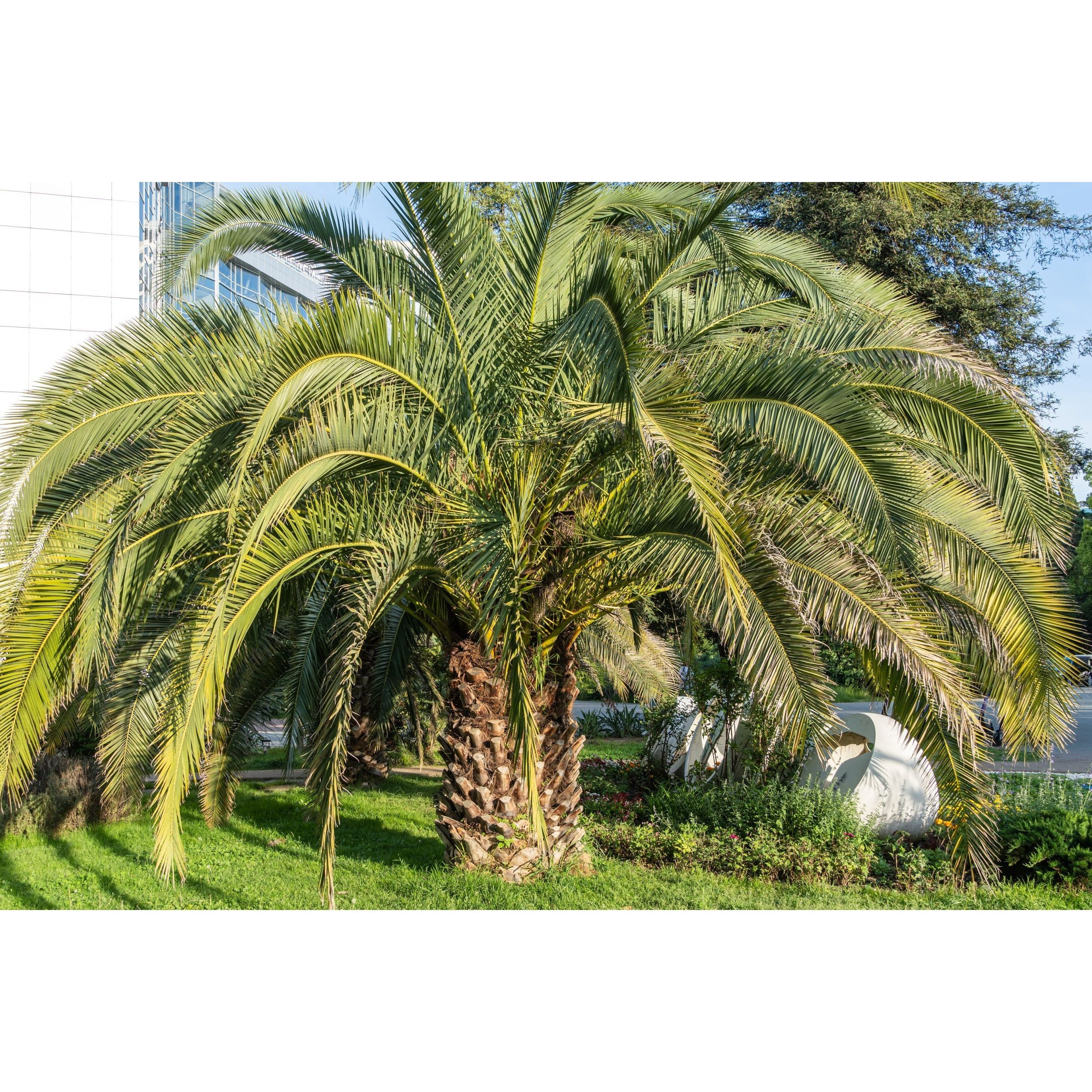 10 Palms ( ) – Dwarf Palm | Frost Down To -10°c