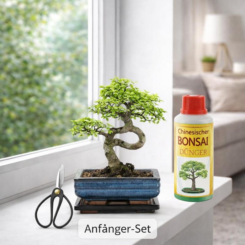 Exotic Heart - Beginner Set Bonsai "" - Chinese Elm - . 7 Years Old - Ideal Gift Idea