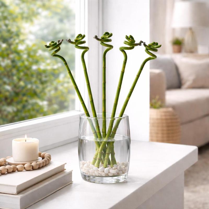 Exotic Heart 5-piece Set Charm ' Bamboo' Spiral In Tube Dracaena Bamboo, . 40 Cm Tall