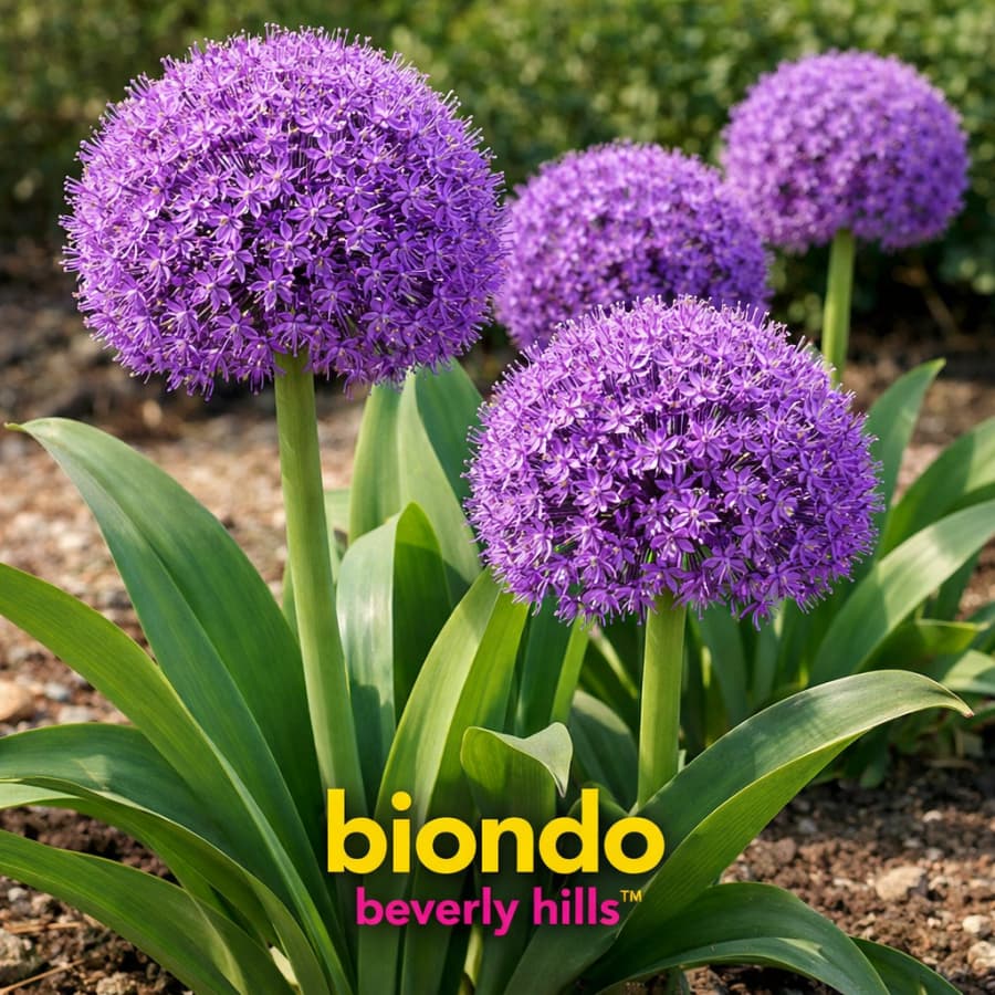 E-shop Allium Giganteum 312 Stück hohe Blumenstiele große Kugelblüten ideal für Gartenlandschaft