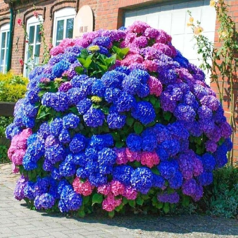 TEMU 150pcs Purple Hydrangea Seeds Stunning Perennial Flowers For Colorful Garden Plant Seeds For Gardening Enthusiasts For Landscape