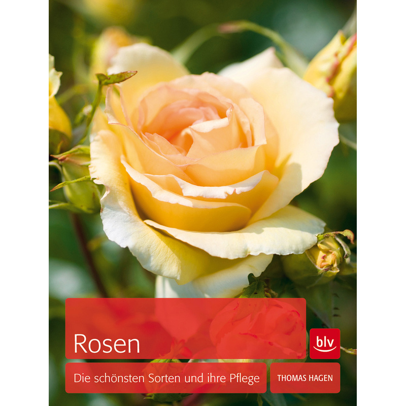 Image of Roses. The Most Beautiful Varieties And Their Care.