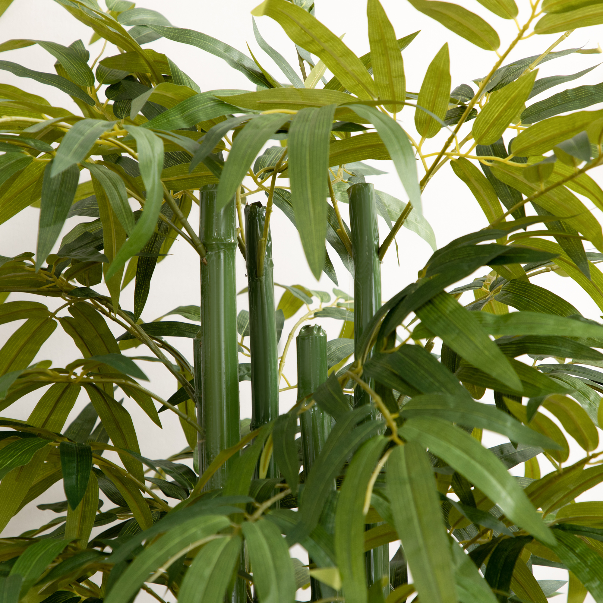 liguster vorteile nachteile Wilder Liguster kaufen | Ligustrum vulgare