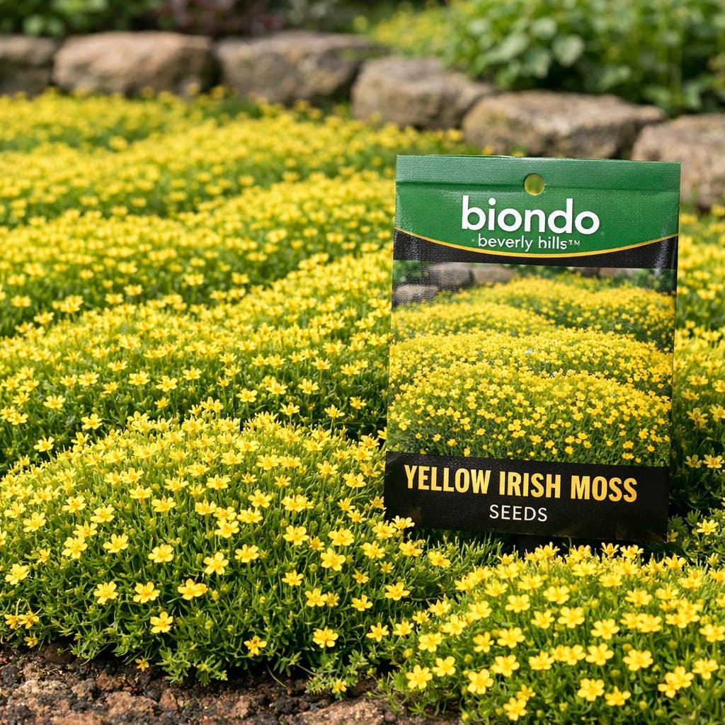 E-shop 8000 Irische Moos Samen Einfach zu Kultivieren Garten Bodendecker Pflanze Dekorative Moos Teppich Pflanzen für Draußen