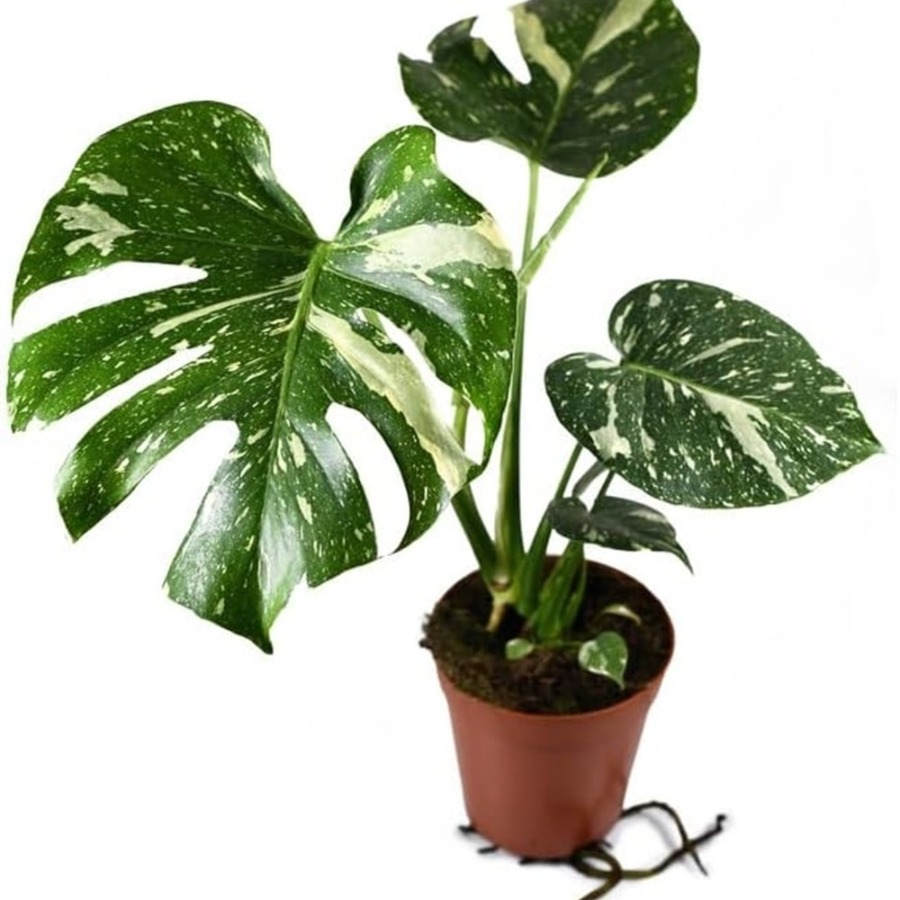 TEMU 100 Seeds Thai - - Monstera Constellation - Extremely Rare Seeds
