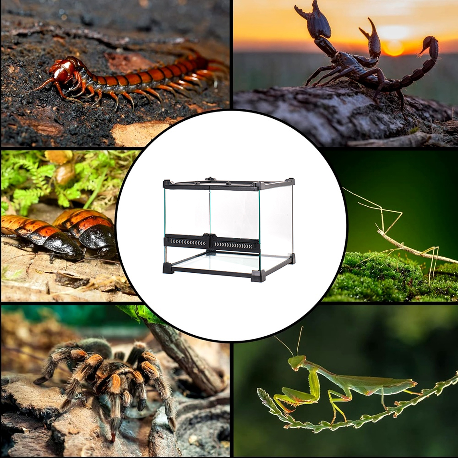 Tempered Glass Reptile Terrarium for Horned Frogs & Lizards, Single/Double Door