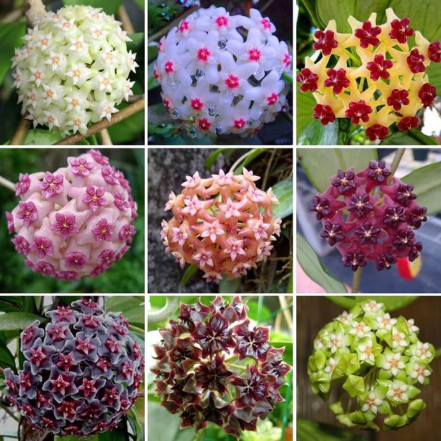 TEMU 300+ Mix Seeds – Perennial , Non-gmo Seeds For Home Gardening And Yard Planting