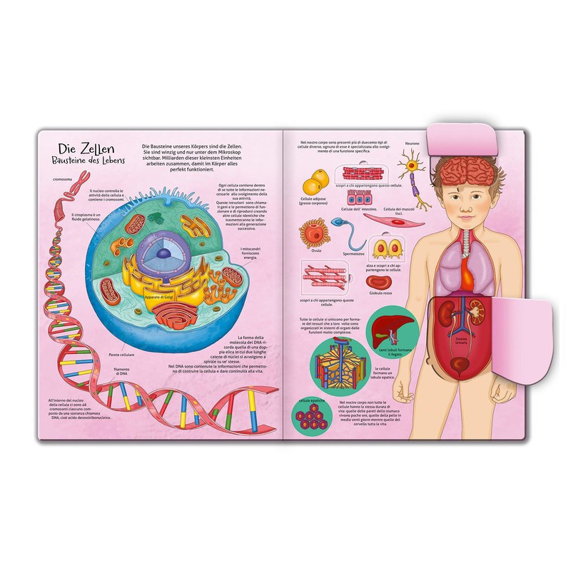 My Big Flap Book - Body - Barsotti, Eleonora - Hardcover - Ean 9783741525025