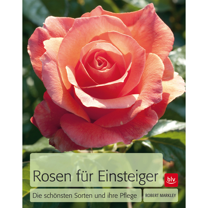Image of Roses For Beginners: The Most Beautiful Varieties And Their Care