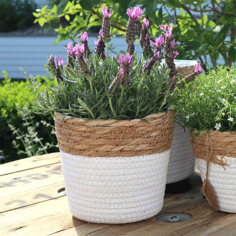 White Plant Basket With Brown Rim, D18cm Plant Pot Made From Plant Fiber