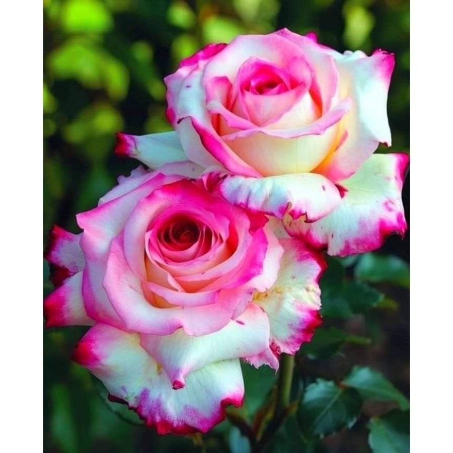 TEMU 1 Pack Perennial Flower Seeds Planting-non-gmo Ingredients Home Garden