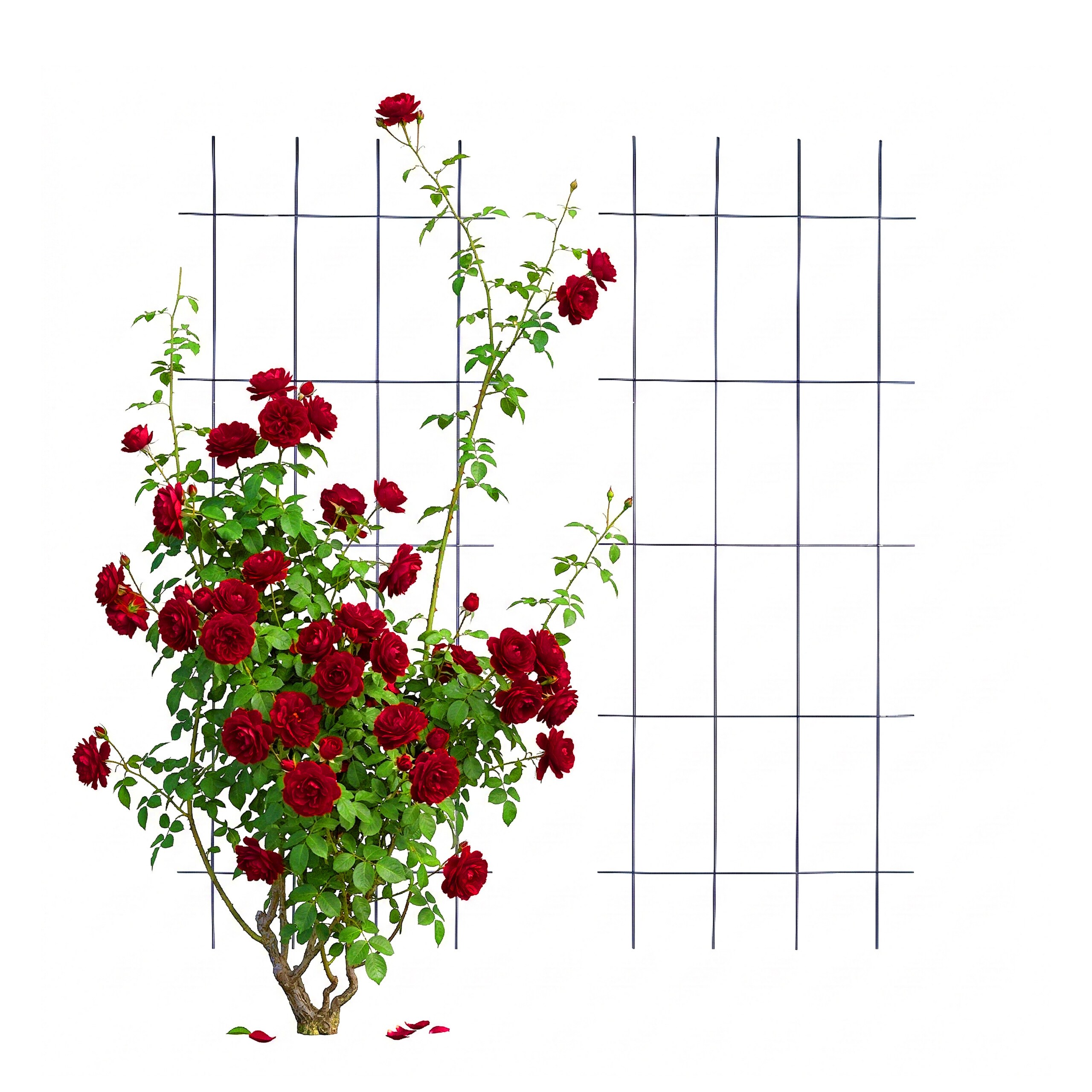 2 X Black Trellis - (w)45 X (h)115 Cm