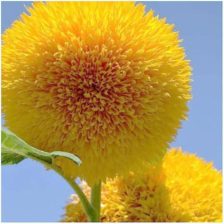 TEMU 136pcs Teddy Bear , Flower Seeds, Plant Seeds, Potted Seeds, Need To Be Planted.